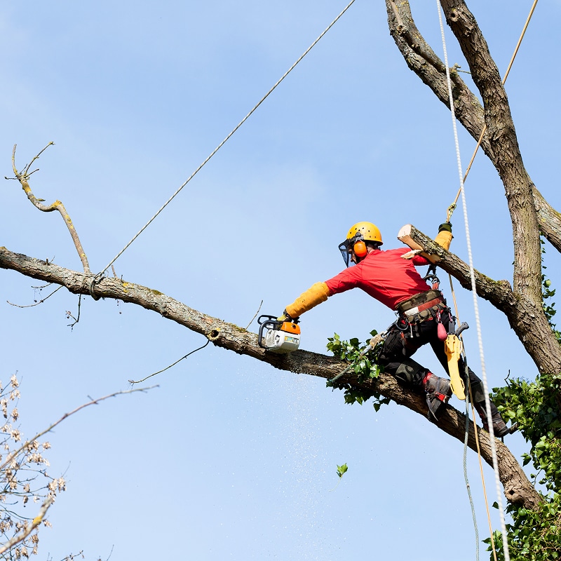 Arboriste équipé d'un casque et d'une tronçonneuse élaguant une branche d'arbre sous un ciel bleu. Sciure en vol.