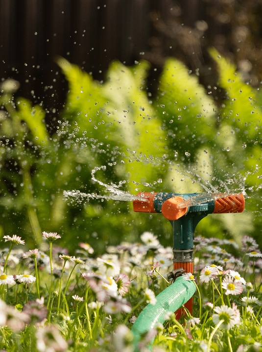 Arroseur de jardin vert et orange aspergeant de l'eau sur des marguerites ensoleillées. Des milliers de gouttelettes brillent.