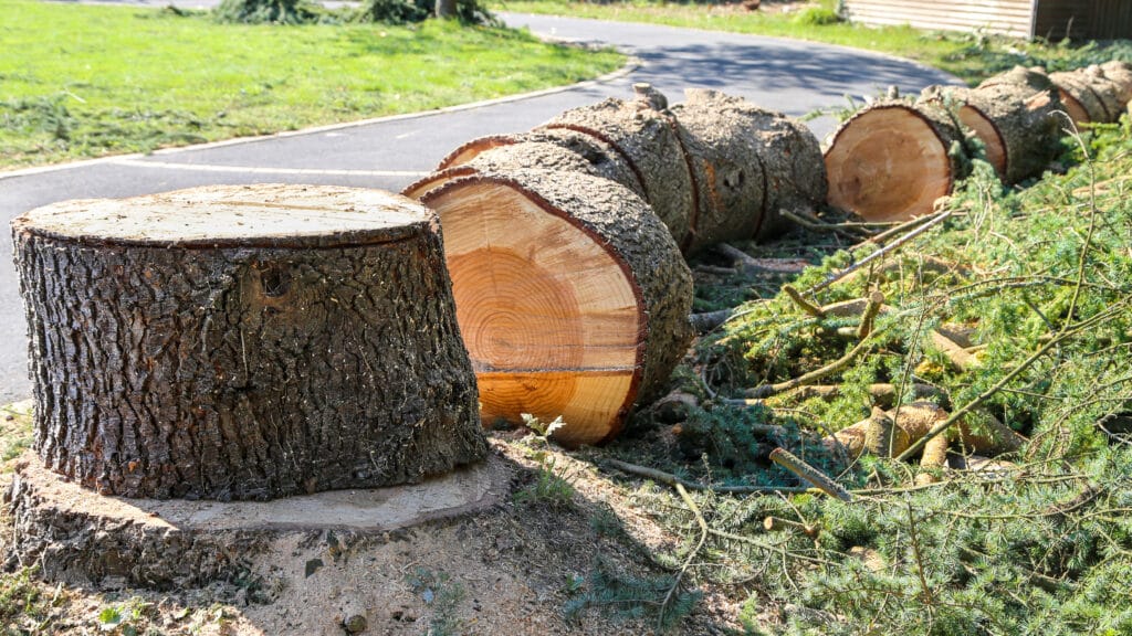 Gros arbre coupé en troncs, souche visible, branches et sciure sur sol. Chemin d'accès en arrière-plan.