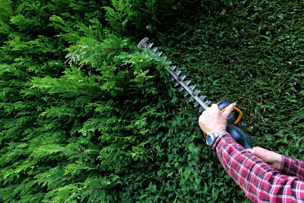 Taille haie : Entretien de haie verte pour un jardin parfait Personne taillant une haie de conifères verte avec un taille-haie électrique, des feuilles coupées s'envolent. Chemise à carreaux.