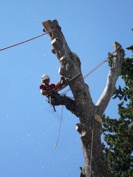Élagage dangereux : Arboriste coupe un tronc avec tronçonneuse Arboriste élagueur équipé d'une tronçonneuse coupe un tronc d'arbre dénudé contre un ciel bleu, des sciures volent.