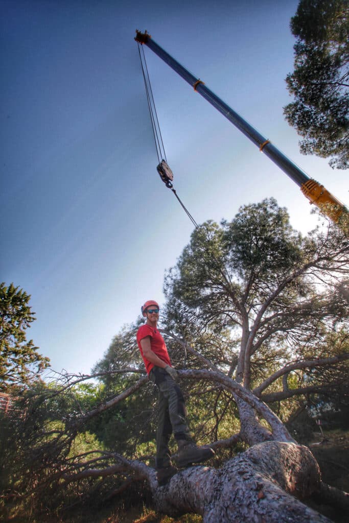 Arboriste en casque rouge avec lunettes de soleil se tient sur un gros tronc d'arbre abattu, sous une grue puissante.