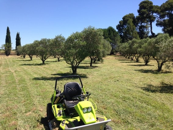 Tonte Verger Oliviers : Tondeuse Autoportée Tonte d'un verger d'oliviers avec une tondeuse autoportée vert vif par un jour ensoleillé. Herbe coupée au premier plan.